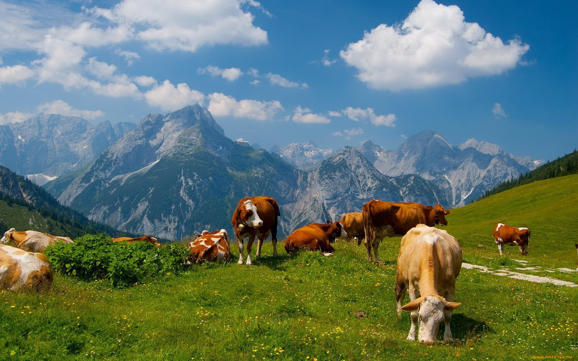 Природа дом животных. Доломитовые Альпы коровы. Альпийские Луга Швейцария. Альпийские Луга Швейцария лошади. Животноводство Альпийские Луга Кавказ.